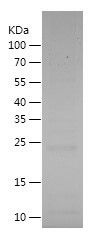 Recombinant Dog IL-6