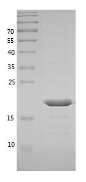 Recombinant Guinea Pig IL-1b