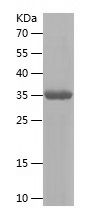    NPY / Recombinant Human NPY