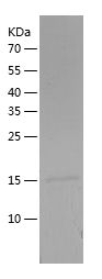 Recombinant Rabbit CST3