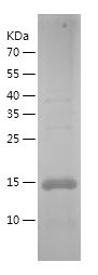 Recombinant Chicken CST3