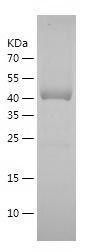    CYPB / Recombinant Human CYPB