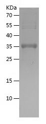    GDF7 / Recombinant Human GDF7