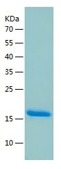 Recombinant Rabbit TNFA