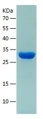    HSP10 / Recombinant Human HSP10