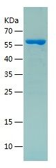    HSP60 / Recombinant Human HSP60