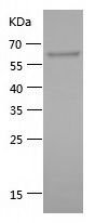    HSP90A / Recombinant Human HSP90A