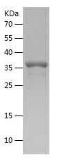    GDF1 / Recombinant Human GDF1