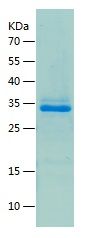    GDF2 / Recombinant Human GDF2