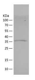    GDF8 / Recombinant Human GDF8