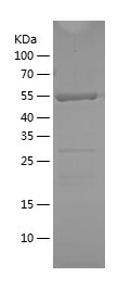    TRAF2 / Recombinant Human TRAF2