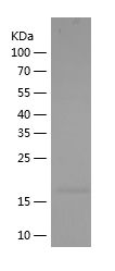    IL36G / Recombinant Human IL36G