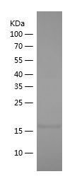 Recombinant Mouse IL36G