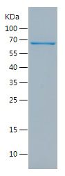    ERK2 / Recombinant Human ERK2