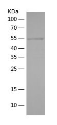    C-REL / Recombinant Human C-REL