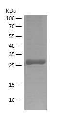    AB42 / Recombinant Human AB42