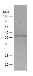    TC10 / Recombinant Human TC10