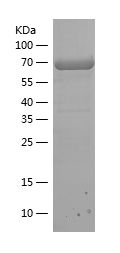    P105 / Recombinant Human P105