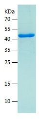    P65 / Recombinant Human P65