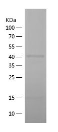    P100 / Recombinant Human P100