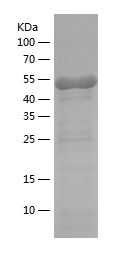    PRKAA1 / Recombinant Human PRKAA1