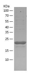    4EBP1 / Recombinant Human 4EBP1