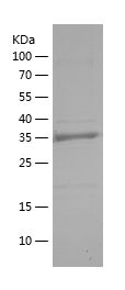    HIF-1A / Recombinant Human HIF-1A