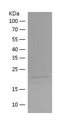    Rac1 / Recombinant Human Rac1