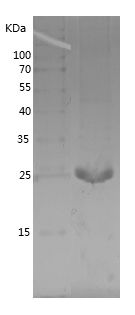    APTX / Recombinant Human APTX