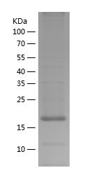    Rheb / Recombinant Human Rheb