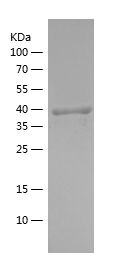    FLOT1 / Recombinant Human FLOT1