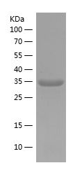    ELF1 / Recombinant Human ELF1