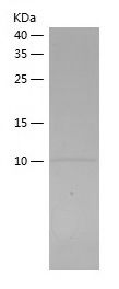 Recombinant Bovine Rantes