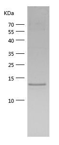    CXCL10 / Recombinant Human CXCL10