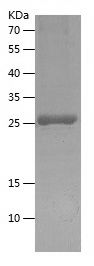    AB42 / Recombinant Human AB42