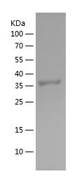    SRC / Recombinant Human SRC