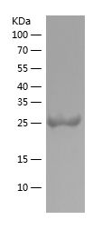    TAU / Recombinant Human TAU