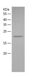    MLC2 / Recombinant Human MLC2