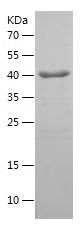    CREB1 / Recombinant Human CREB1