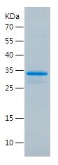    BMP2 / Recombinant Human BMP2