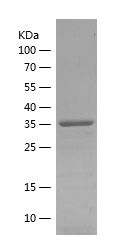    CAPRIN2 / Recombinant Human CAPRIN2