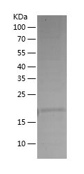    CASP9 / Recombinant Human CASP9