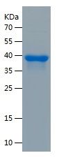    BRAF / Recombinant Human BRAF