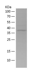    ARL13B / Recombinant Human ARL13B