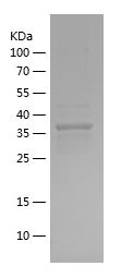    AFM / Recombinant Human AFM