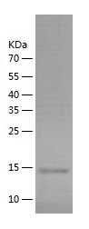    CD31 / Recombinant Human CD31