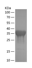    ARNTL / Recombinant Human ARNTL