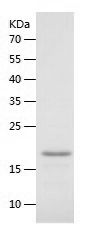 Recombinant Hamster IL-10