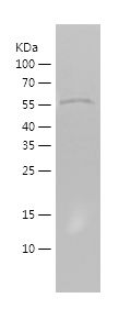    ATF6 / Recombinant Human ATF6