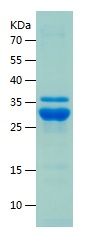    BAX / Recombinant Human BAX